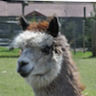 Logo of Alpacas