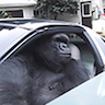 Logo of Gorilla In A Coupe